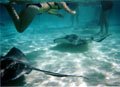 Snorkeling with the rays -Cayman Islands